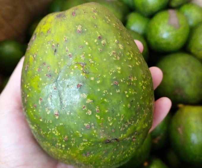 Bơ giàu dinh dưỡng nhưng chứa nhiều kali không tốt cho người bệnh thận. Ảnh minh họa: Hà Thanh