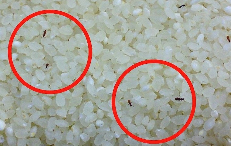 Ông bà dặn không sai: Cất gạo ở 5 nơi này, nhà nào cũng dễ mắc bệnh- Ảnh 1.