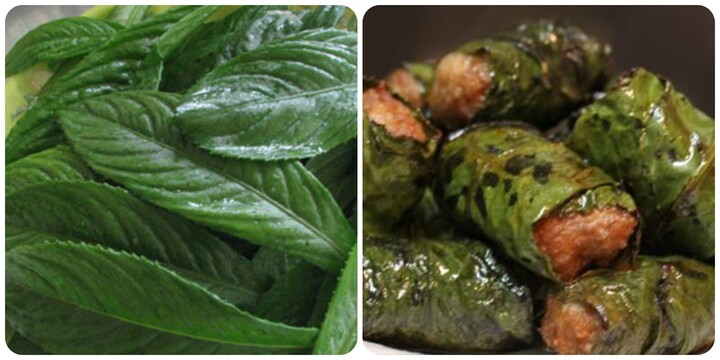 Lá xương sông có tác dụng gì?- Ảnh 1.