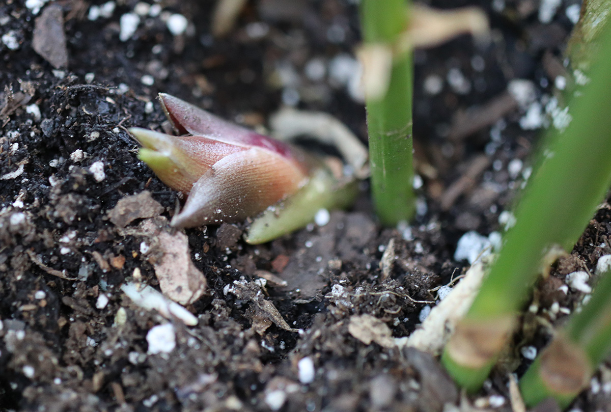 Loại rau người Nhật coi như