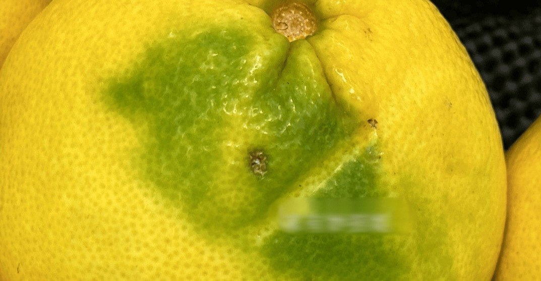 Mùa này có loại quả tốt hơn thịt: Chợ Việt bán sẵn, không mua phí của trời- Ảnh 1.