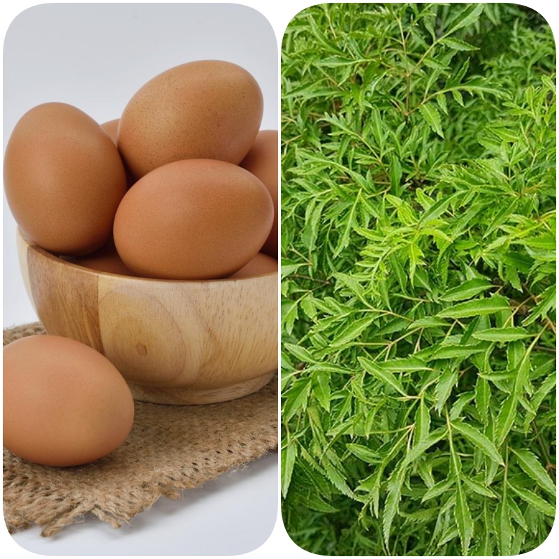 Đừng chỉ rán trứng với hành: Rán cùng loại rau “bổ như sâm” này, lợi ích tăng gấp bội - Ảnh 1.