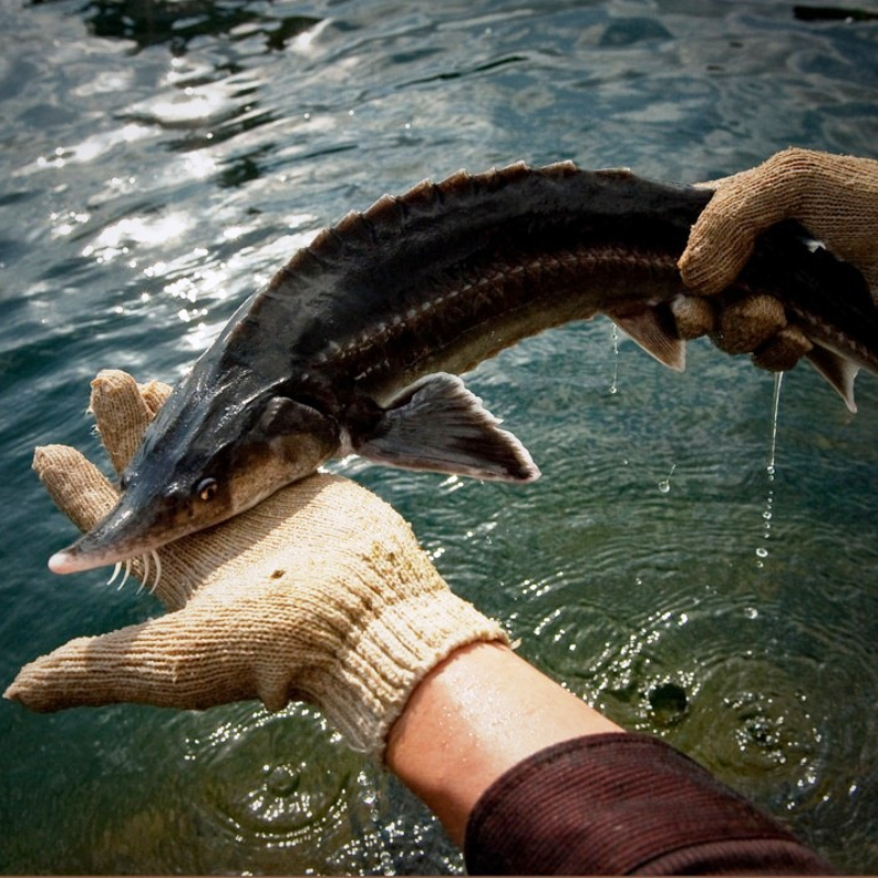 Loại cá không xương, thịt dày, ít tanh lại còn “đại bổ”: Dân sành nhìn thấy ngoài chợ là tranh nhau mua - Ảnh 1.