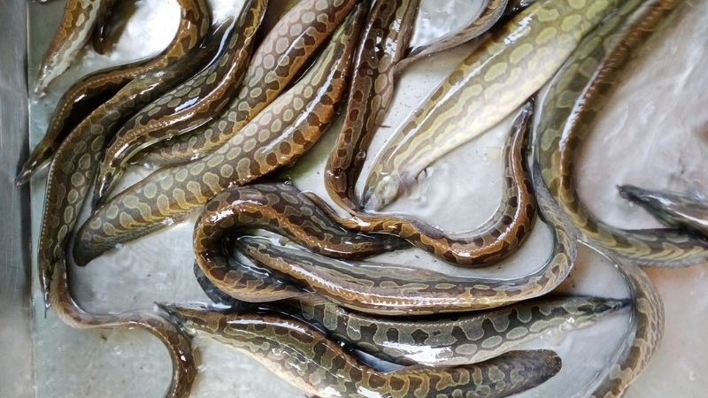 Loại cá xưa bị chê “bẩn”, nay là “thuốc đại bổ”, chợ Việt bán đắt như tôm tươi