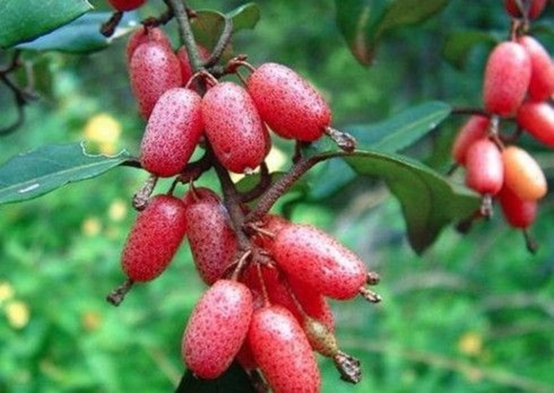 Loại cây ở Việt Nam giá rẻ như cho, sang