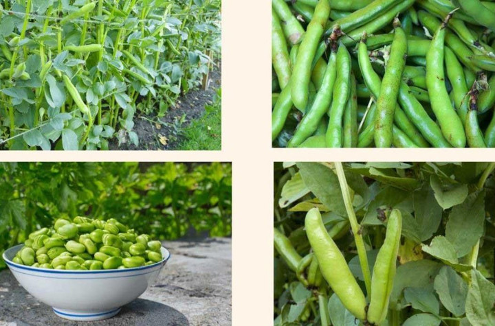 Loại hạt như 'viên bổ não', ngon hơn thịt, tốt hơn trứng, đi chợ thấy nhớ mua