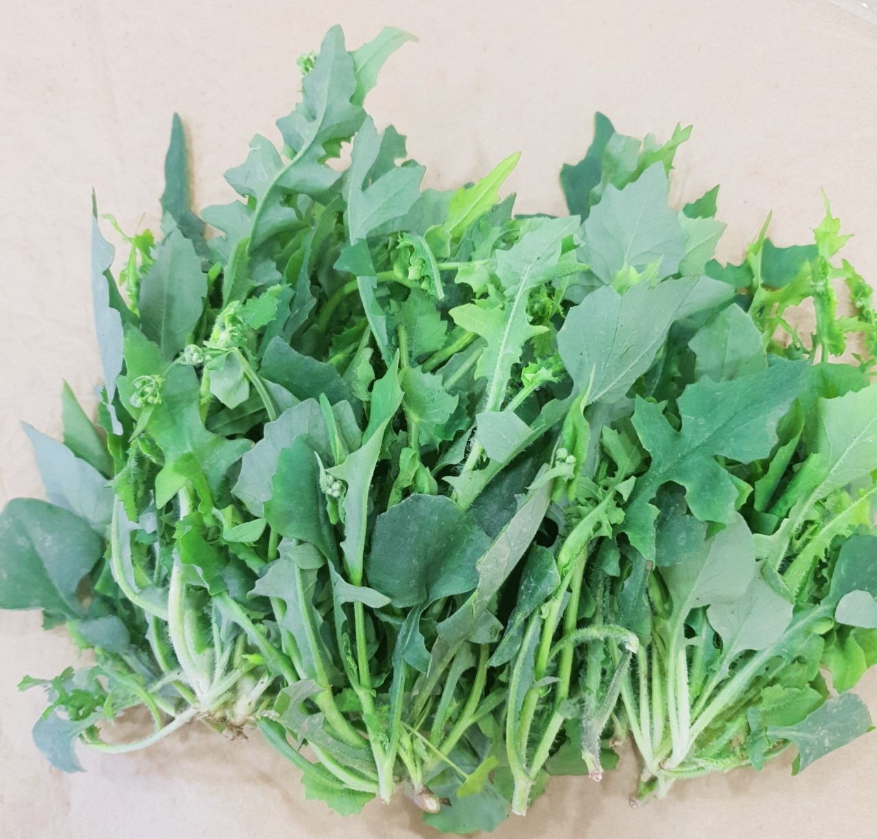 Loại rau dại xưa cho lợn ăn, nay thành đặc sản: Bổ như thuốc quý, có tiền chưa chắc mua được- Ảnh 1.