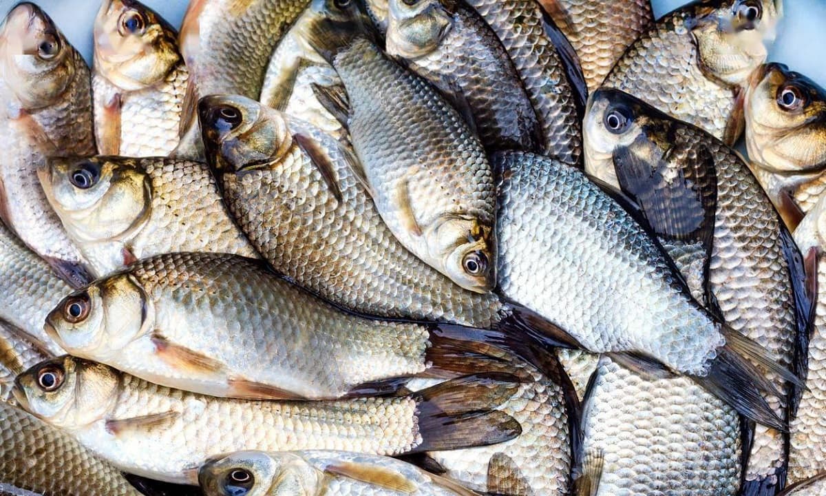 Việt Nam có loại cá đại bổ, giá cực bình dân nhưng hay bị bỏ qua: Rất tốt cho nam giới