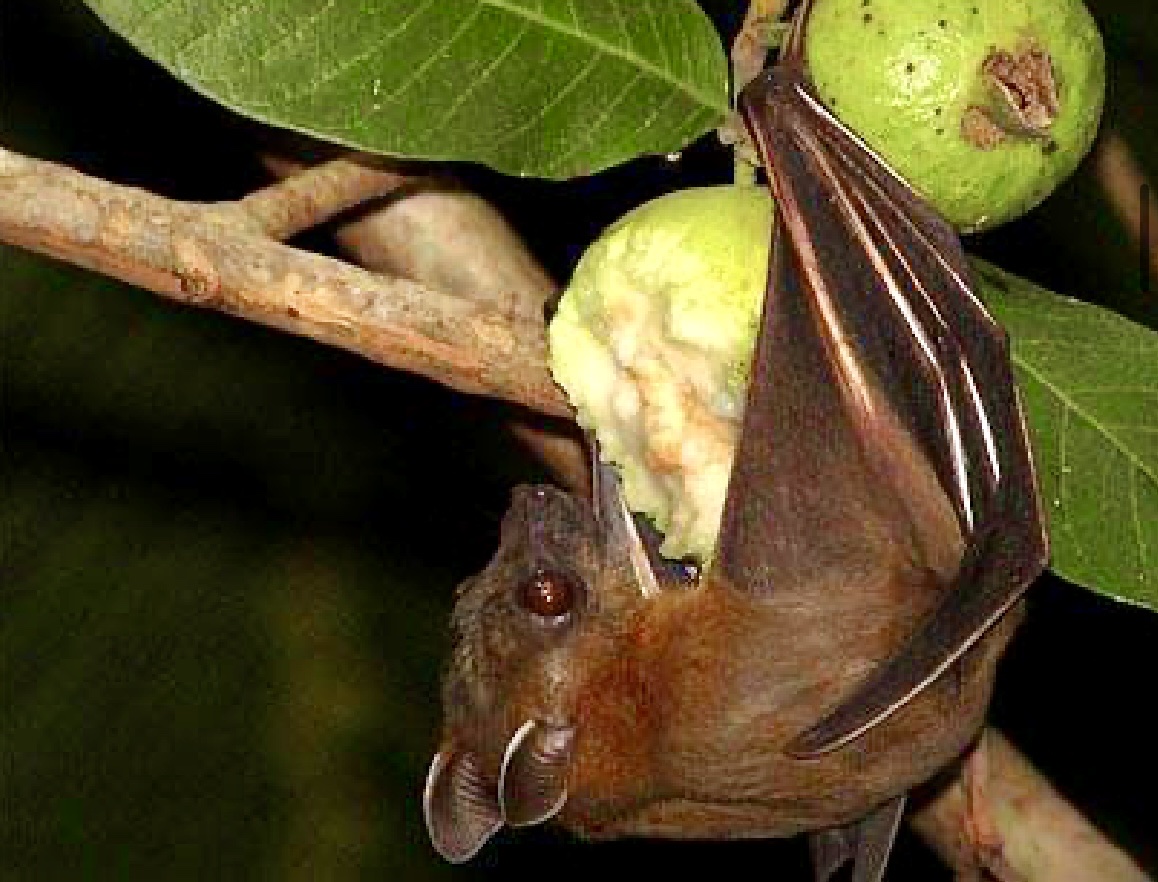 Bộ Y tế thông tin mới nhất về dịch bệnh do virus Nipah- Ảnh 1.