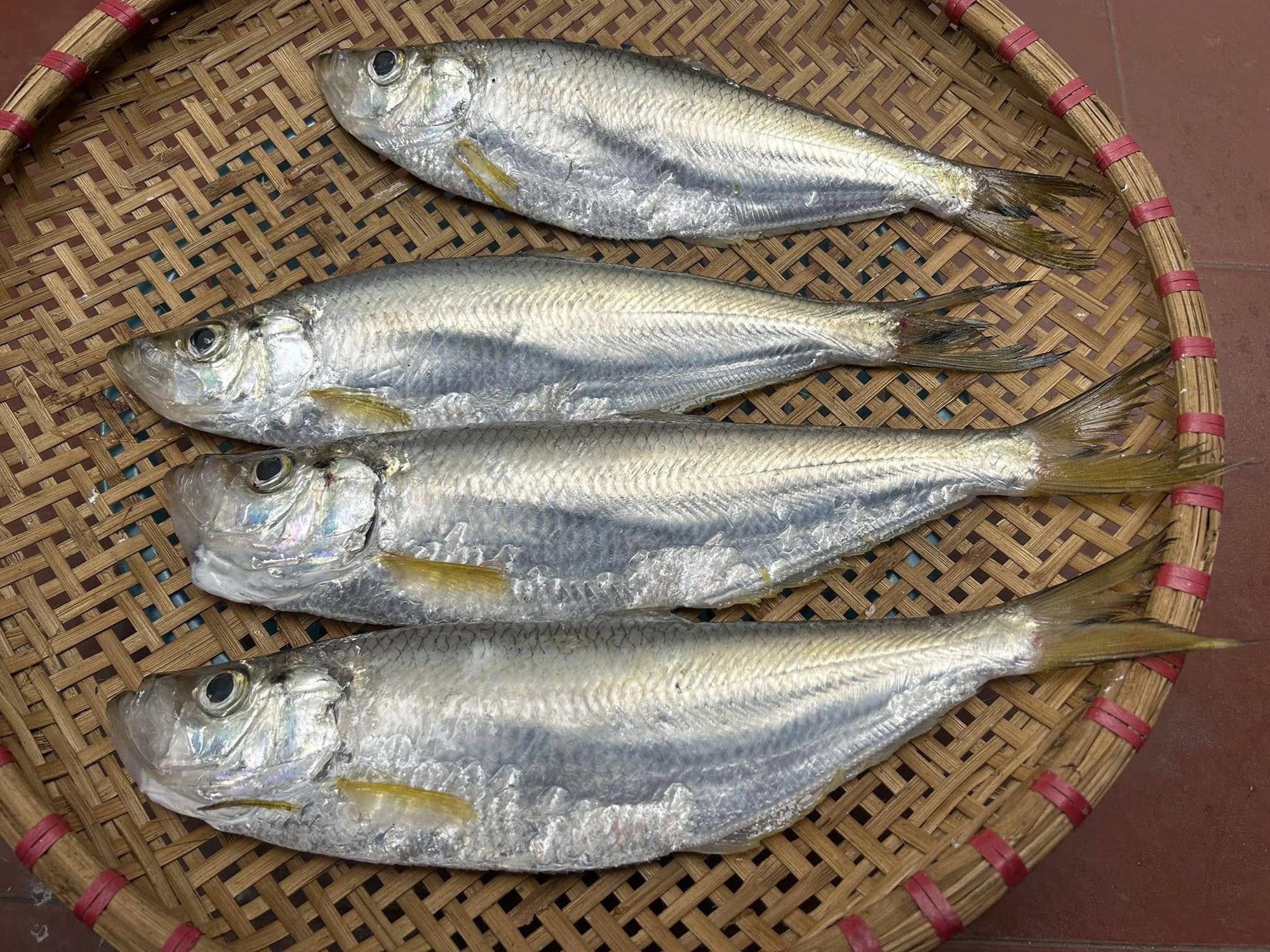 Loại cá được mệnh danh là