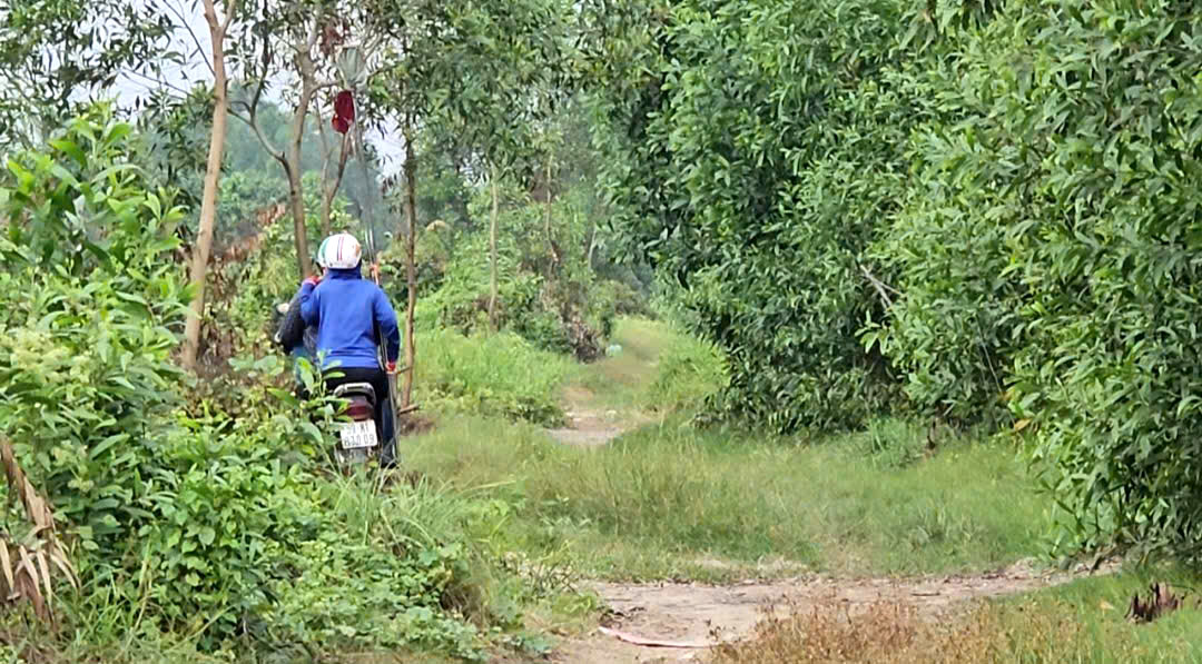 Gian nan nghề lội sình hái trái bình bát mưu sinh giữa lòng thành phố - Ảnh 1.