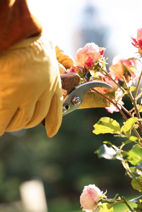 Những loại cây không nên cắt tỉa vào tháng 1- Ảnh 1.