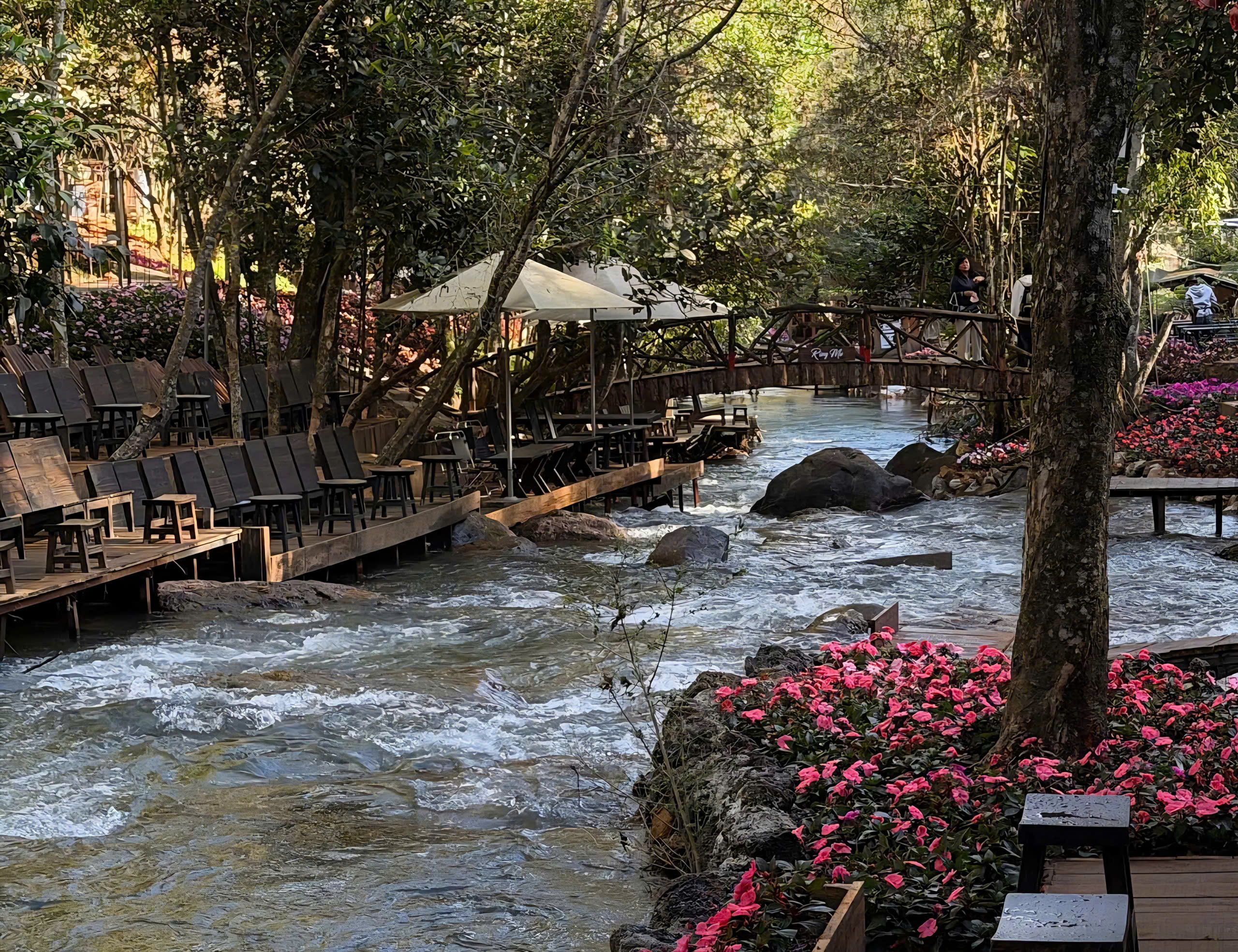 Hấp dẫn… Rừng Mơ- Ảnh 1.