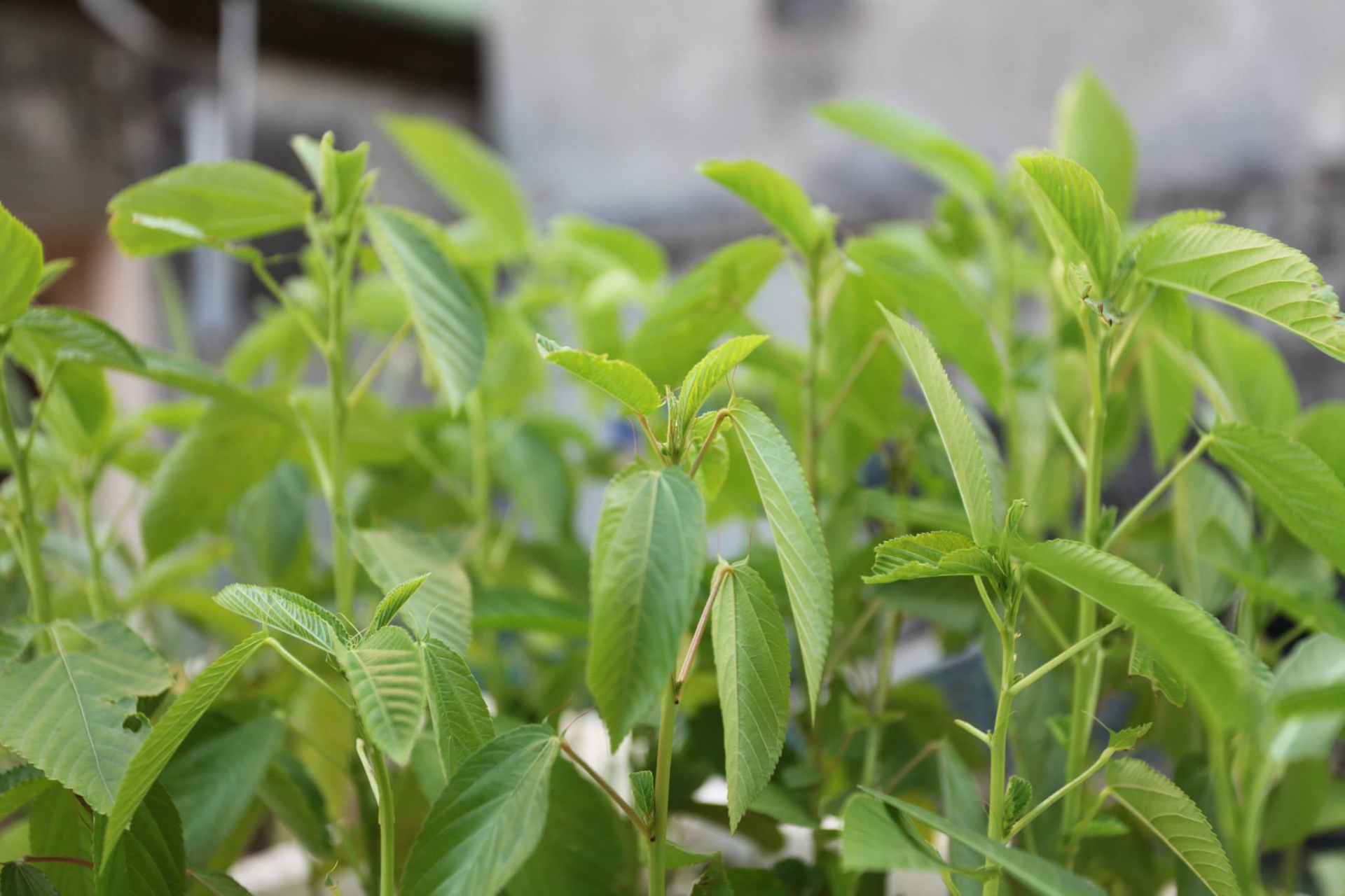 Loại rau được người Nhật coi như "nhân sâm xanh", cực nhiều công dụng tuyệt vời: Mọc đầy Việt Nam nhưng không ít người bỏ phí