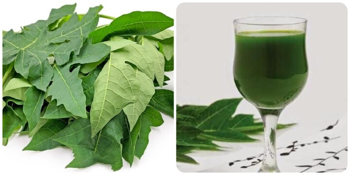 Uống nước lá đu đủ hàng ngày có tốt không?