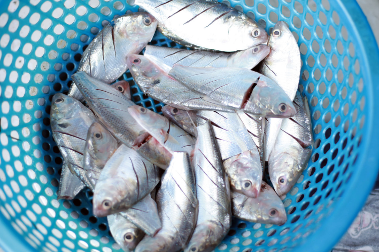 Đột quỵ rất “sợ” loại cá này: Mỹ đánh giá “tốt nhất thế giới”, vừa rẻ vừa béo ngọt, giàu canxi gấp 3 lần sữa, nhiều người Việt hay ăn
