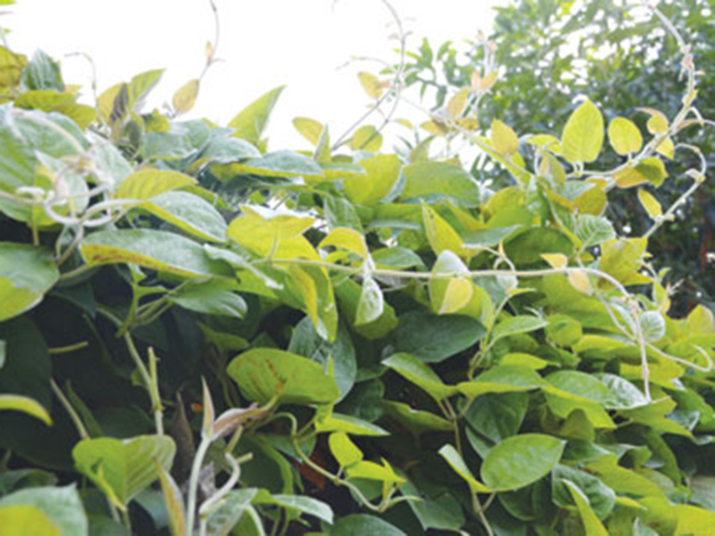 Lá mơ lông có lợi ích gì cho sức khỏe? - Ảnh 1.