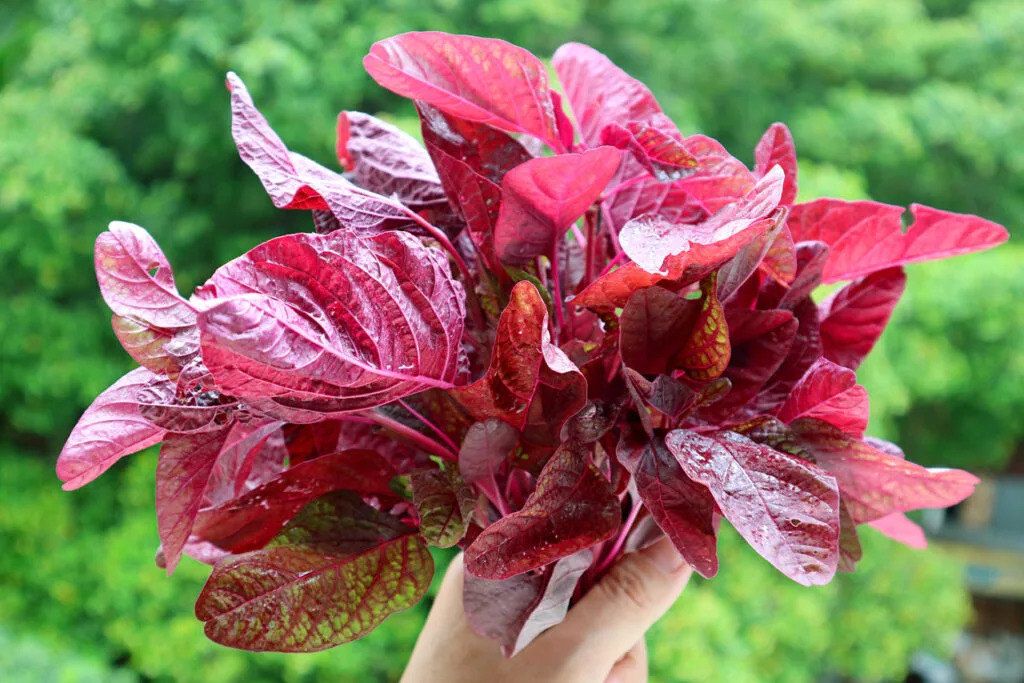 Việt Nam có loại
